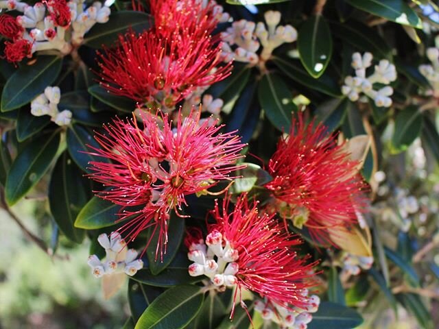 HELLO PŌHUTUKAWA | The pōhutukawa is flowering, the deck chairs are out -  time to reflect on a year nearly done, and think of 2020 ahead.  Sending summer greetings to all, we hope you get to travel this beautiful country, enjoy some of New Zealand’s wonderful food, and meet some of New Zealand’s tremendous food producers - we’ll be taking a wee break now, catch up again in 2020 #foodpathtrails #thefoodpathnz #thedeckchairsareout #hellopōhutukawa #aweebreaknow